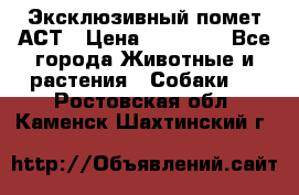 Эксклюзивный помет АСТ › Цена ­ 30 000 - Все города Животные и растения » Собаки   . Ростовская обл.,Каменск-Шахтинский г.